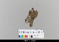 藏品(中國北京皮影)的圖片